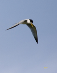 Least Tern